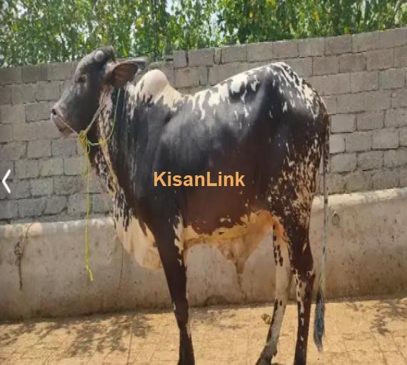 Cow For Sale