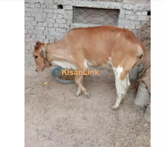 Cow For Sale