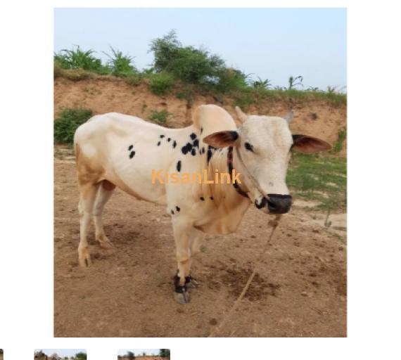 Cow For Sale