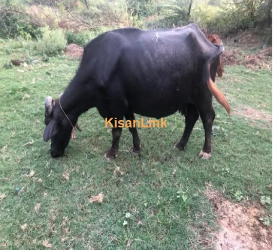 Buffalo For Sale