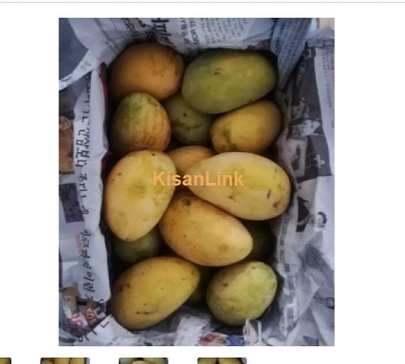 Mangoes For Sale