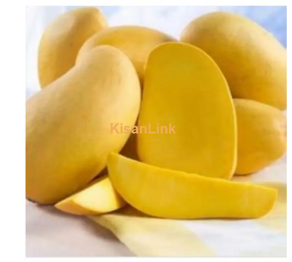 Mangoes For Sale