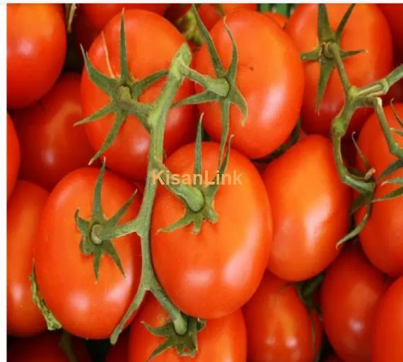 Tomato For Sale