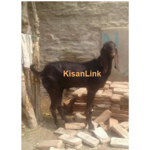 Goat for Sale