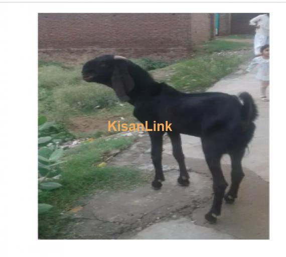 Goat for Sale