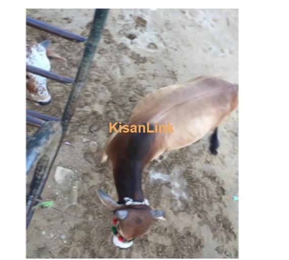Cow For Sale