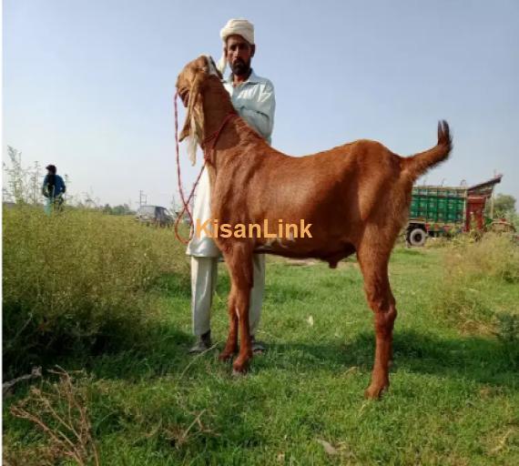 Goat for Sale