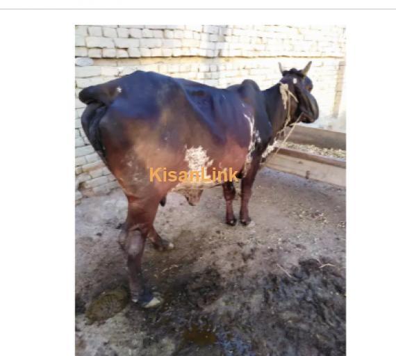 Cow For Sale