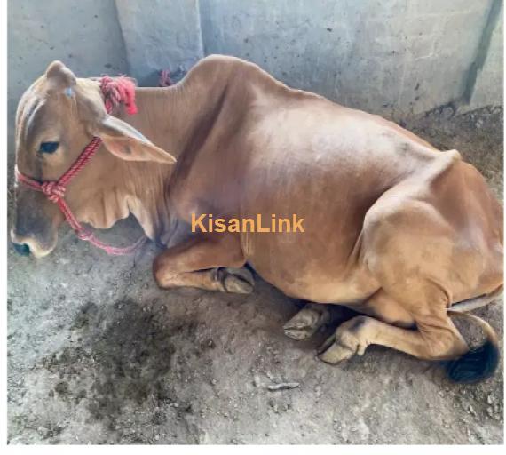 Cow For Sale