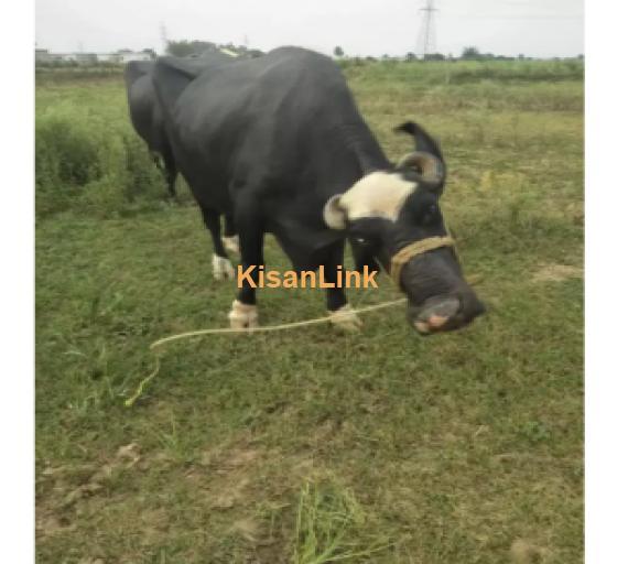 Buffalo For Sale