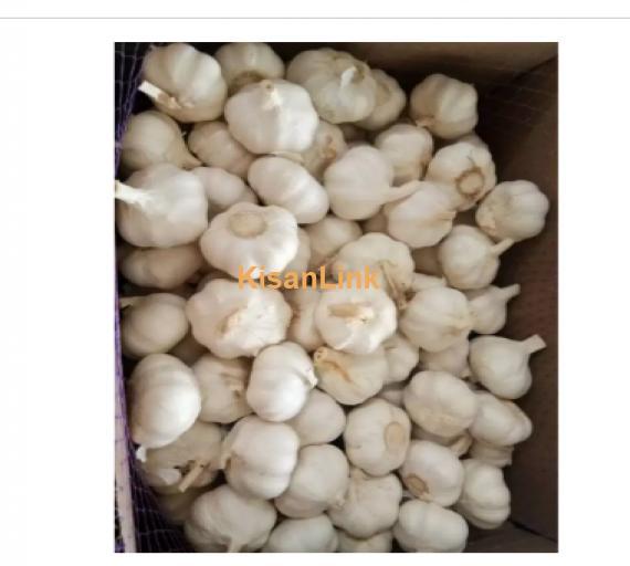 Garlic For Sale