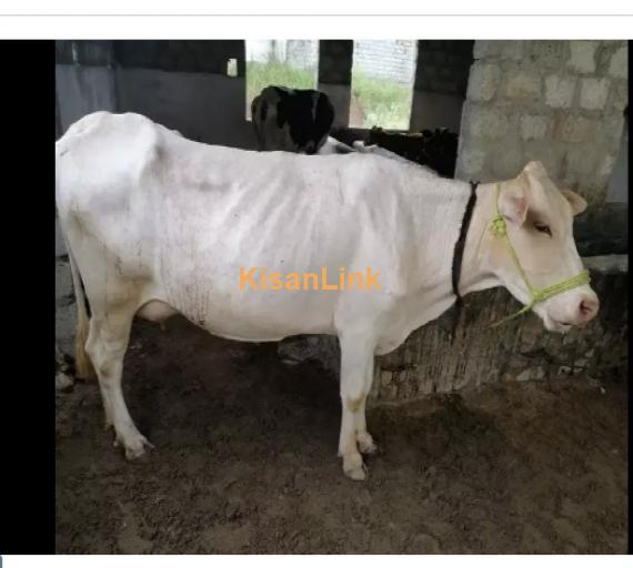 Cow For Sale