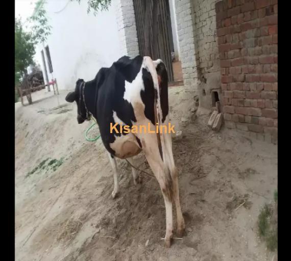 Cow For Sale