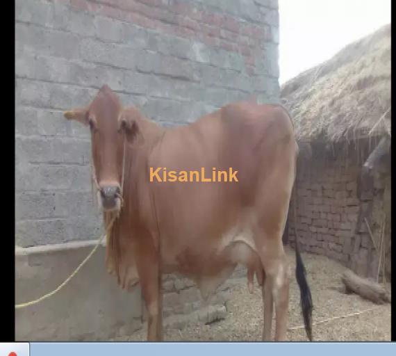 Cow For Sale