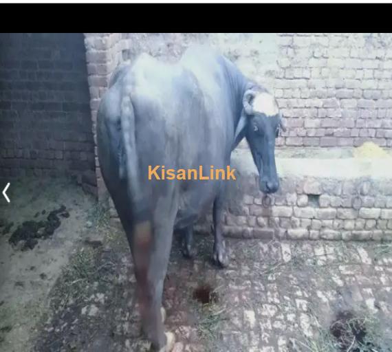 Buffalo For Sale