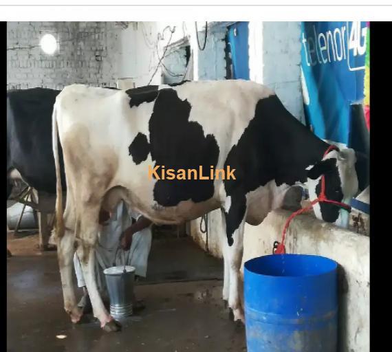 Cow For Sale