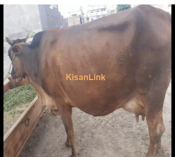 Cow For Sale