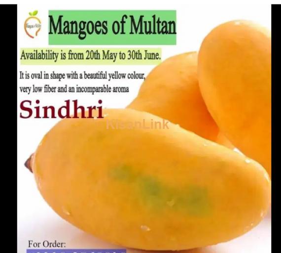 Mangoes For Sale