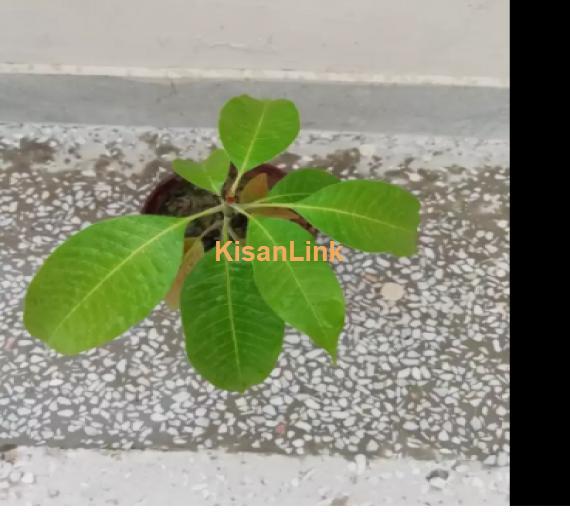 mango Plant For Sale