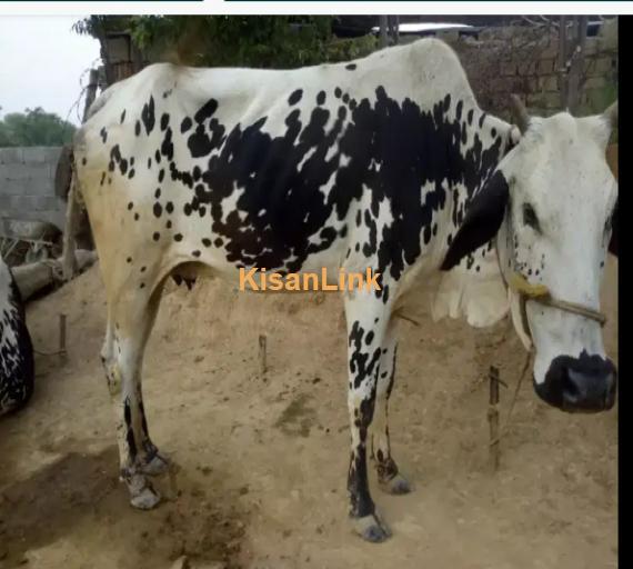 Cow For Sale