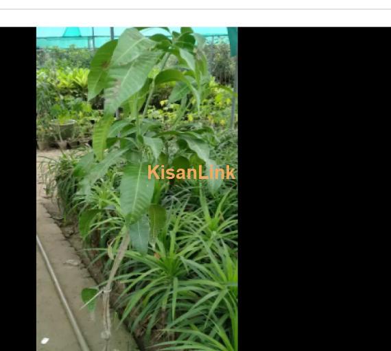 Mangoes Plants for  Sale