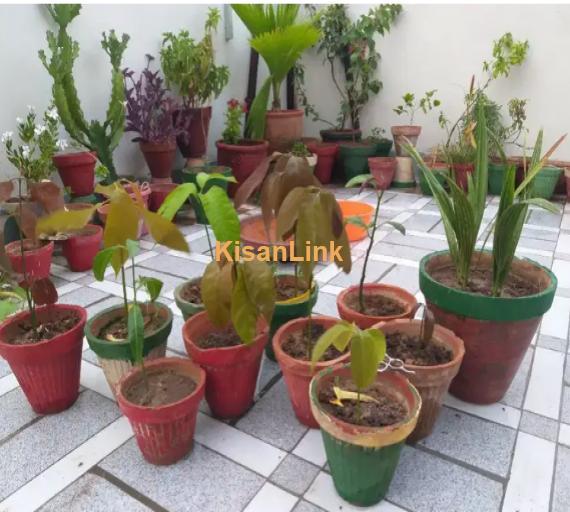 Mangoes Plants for  Sale