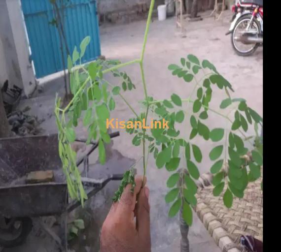 Moringa tree