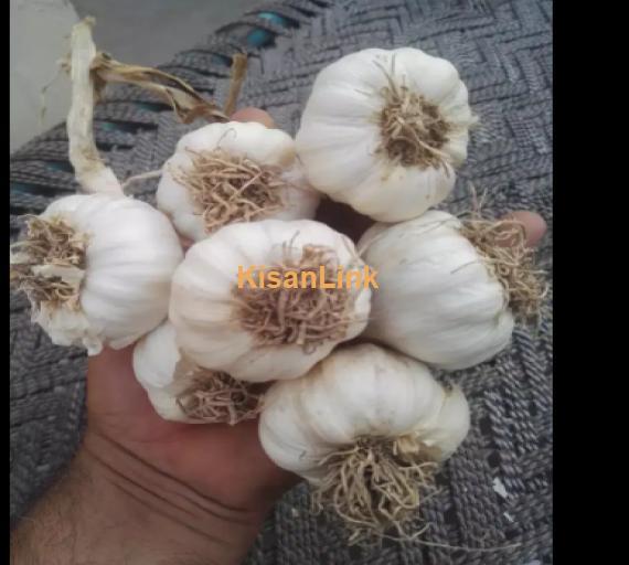 Garlic For Sale