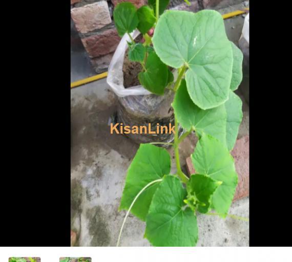 Grown Vegetable Plants