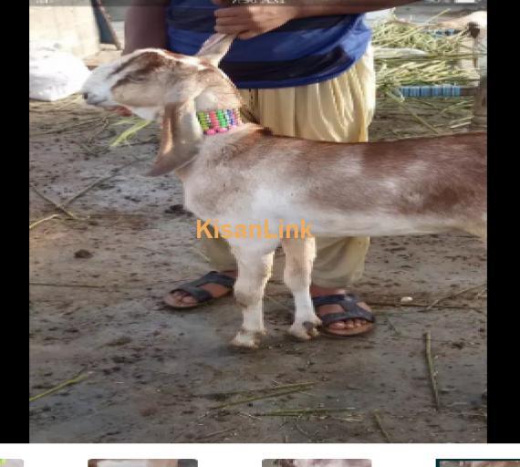 Goat for Sale