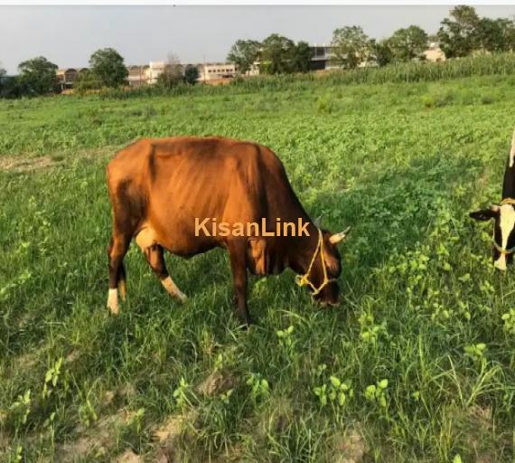 Cow For Sale