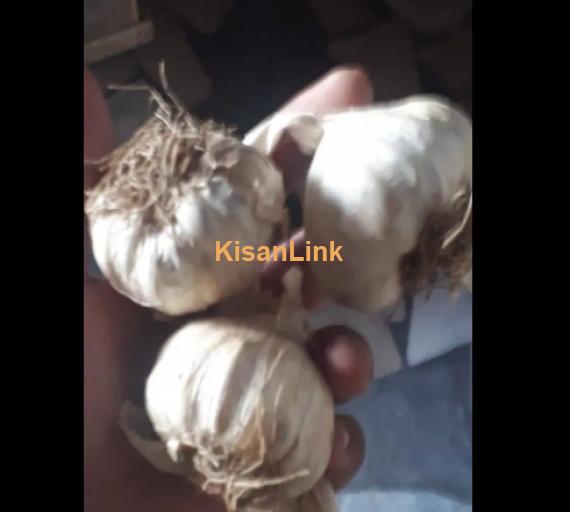 Garlic For Sale