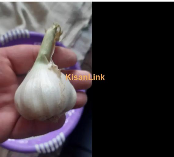 Garlic For Sale