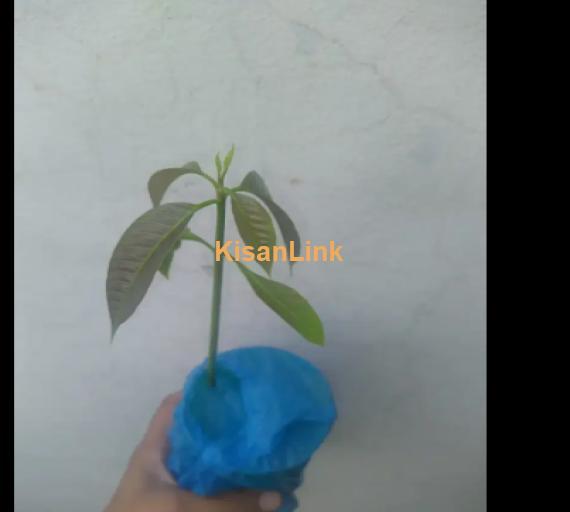 Mangoes Plants for  Sale