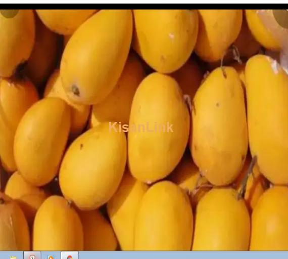 Mangoes For Sale