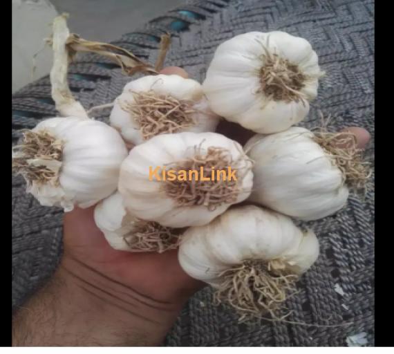 Garlic For Sale