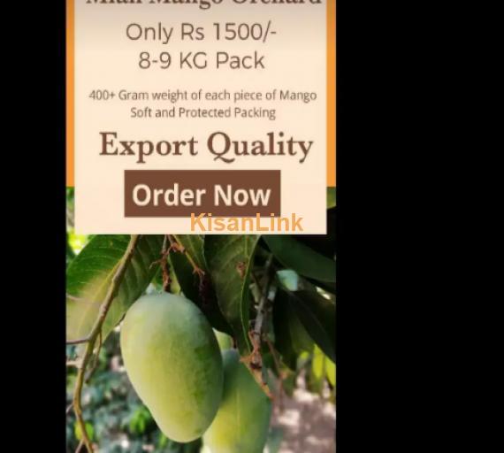 Mangoes For Sale