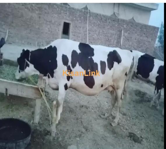 Cow For Sale