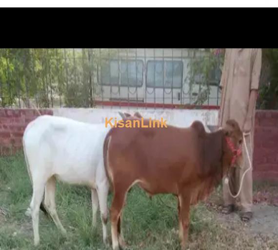 Cow For Sale