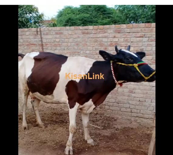 Cow For Sale