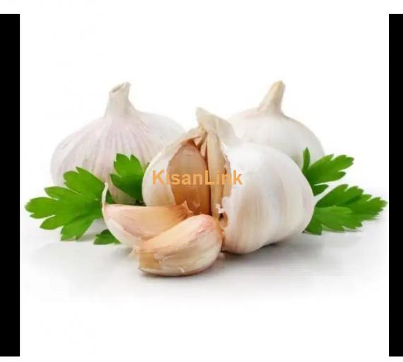 Garlic For Sale