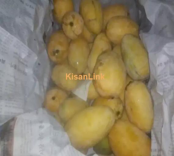 Mangoes For Sale