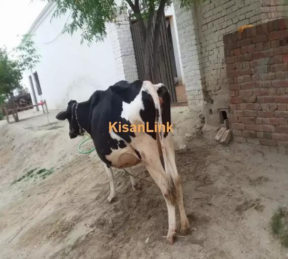 Cow For Sale