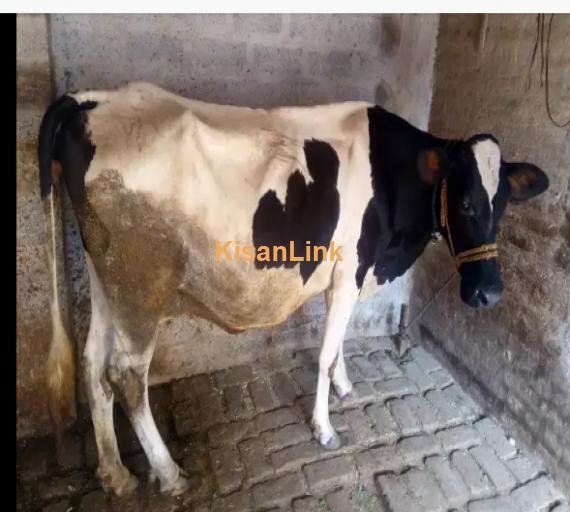 Cow For Sale