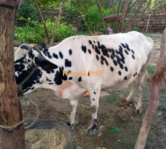 Cow For Sale