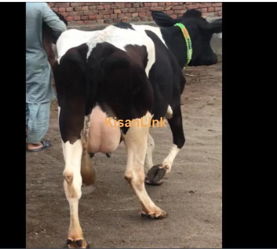 Cow For Sale