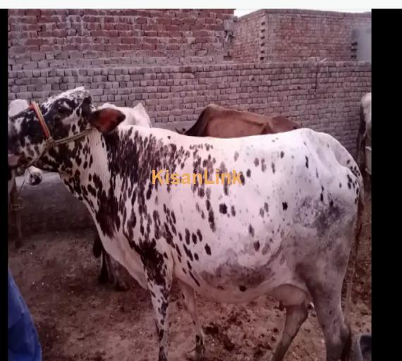 Cow For Sale