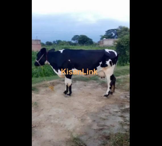 Cow For Sale