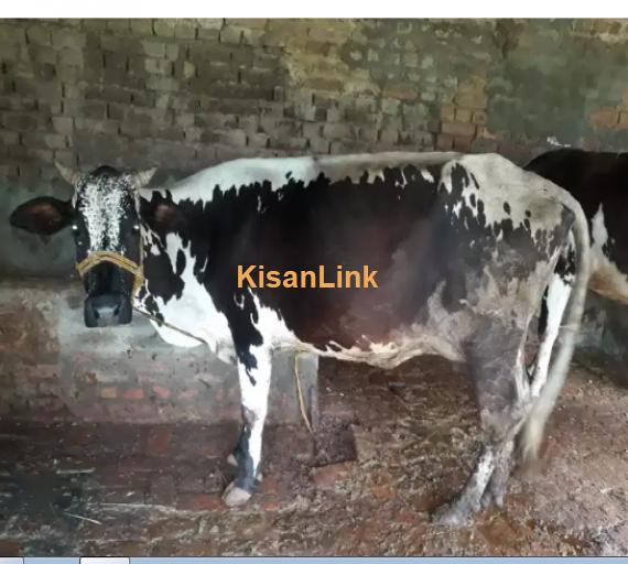 Cow For Sale