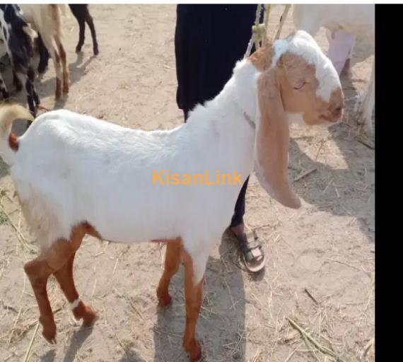 Goat for Sale